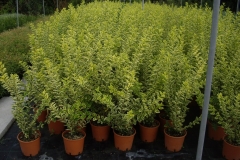 Ligustrum ovalifolia aurea 